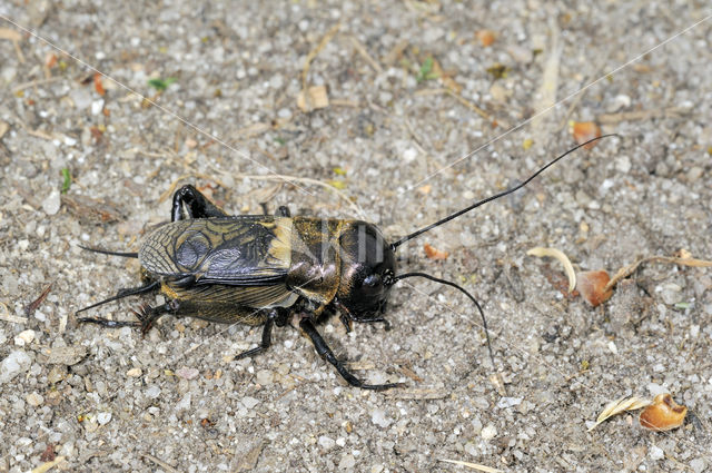 Veldkrekel (Gryllus campestris)