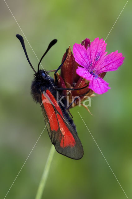 Zygaena osterodensis