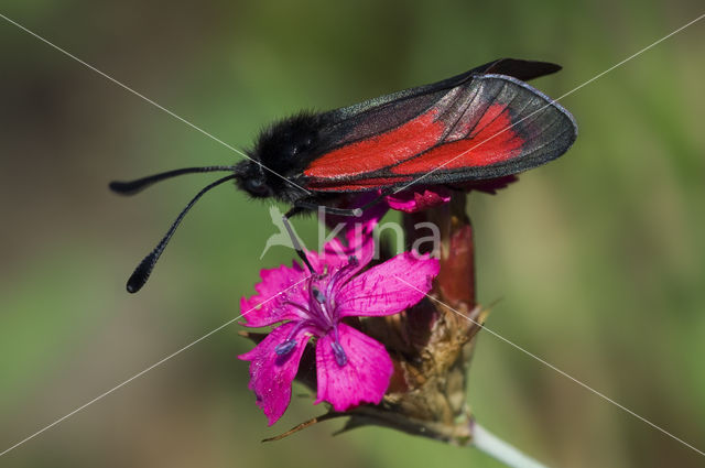 Zygaena osterodensis