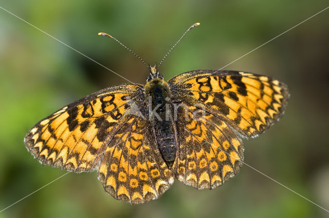 Veldparelmoervlinder (Melitaea cinxia)