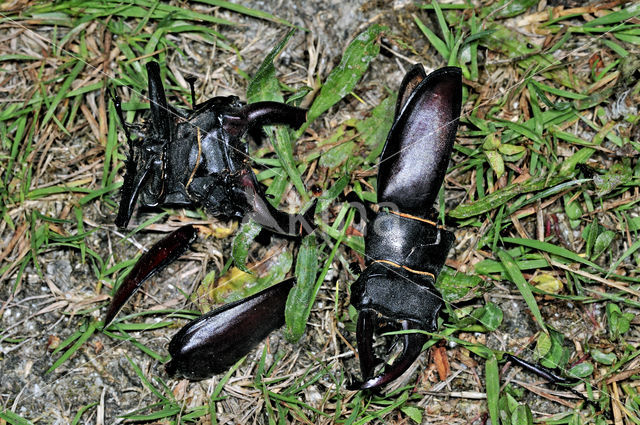 Stag Beetle (Lucanus cervus)