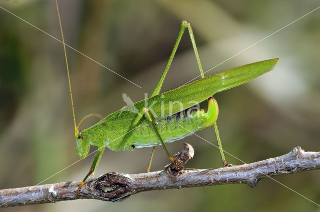 Southern Sickle-bearing Bush-cricket (Phaneroptera nana)