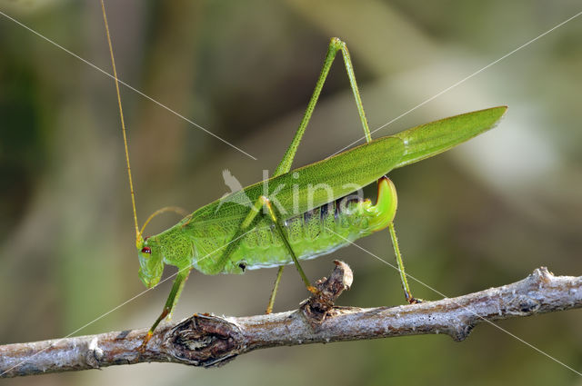 Phaneroptera nana