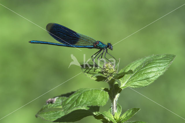 Weidebeekjuffer (Calopteryx splendens)