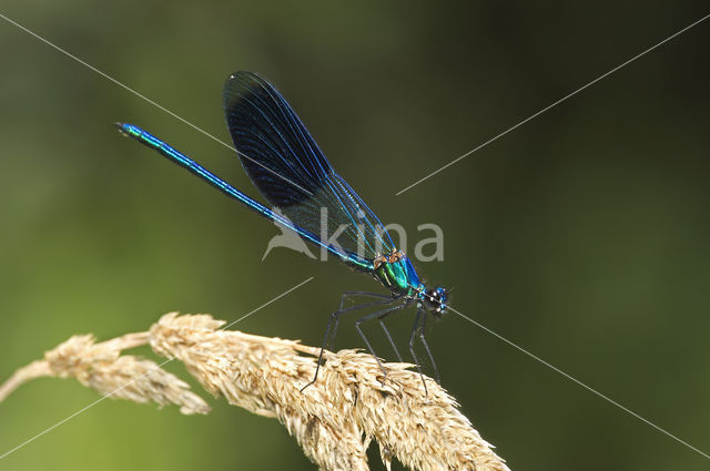 Banded Demoiselle (Calopteryx splendens)