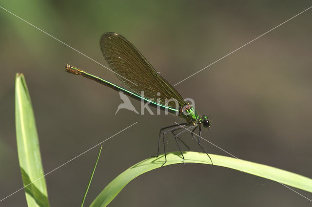 Weidebeekjuffer (Calopteryx splendens)