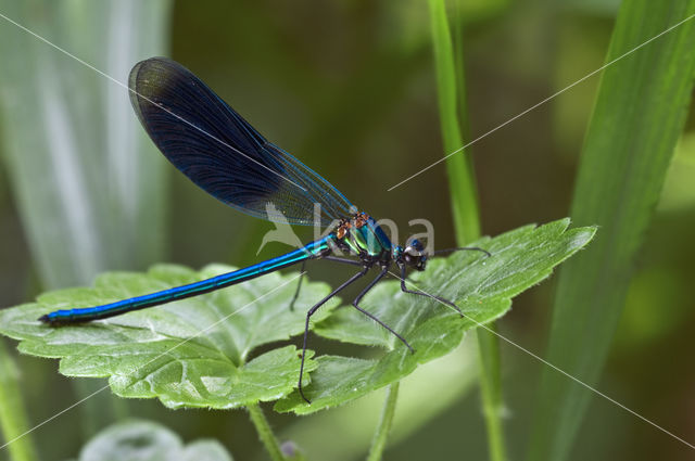 Weidebeekjuffer (Calopteryx splendens)