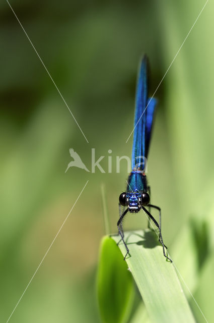 Banded Demoiselle (Calopteryx splendens)