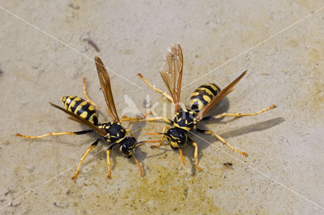 Franse Veldwesp (Polistes dominulus)