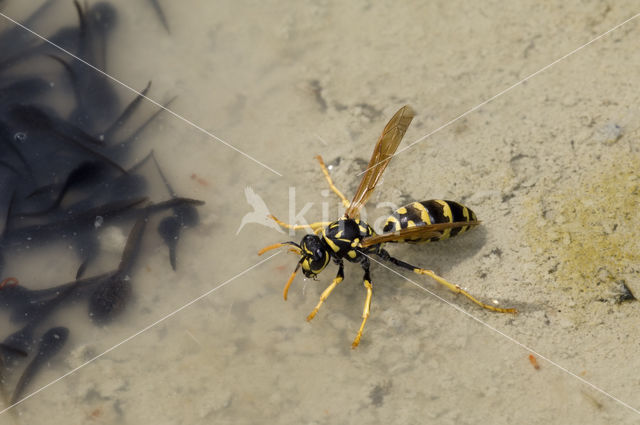 Paper wasp (Polistes dominulus)