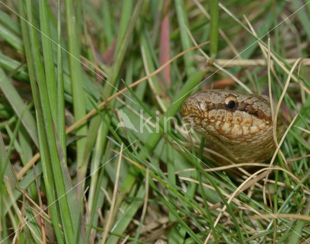 Gladde slang (Coronella austriaca)