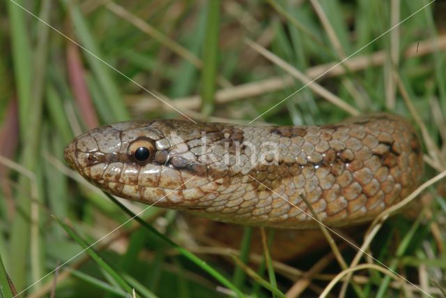 Smooth Snake (Coronella austriaca)