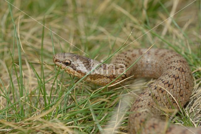 Gladde slang (Coronella austriaca)