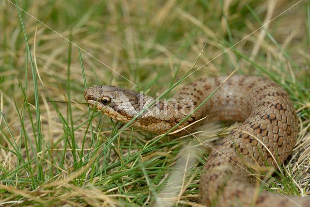 Gladde slang (Coronella austriaca)