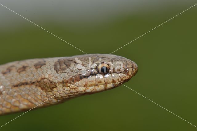 Smooth Snake (Coronella austriaca)