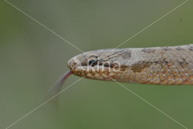 Smooth Snake (Coronella austriaca)