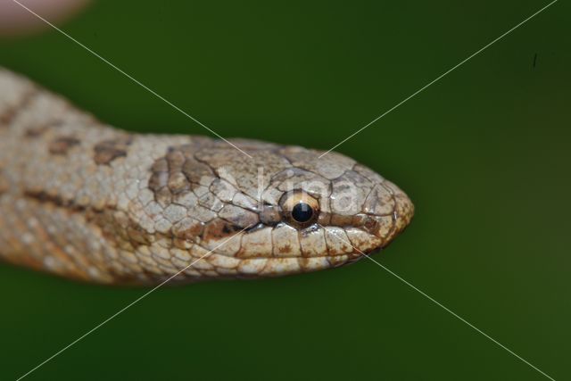 Smooth Snake (Coronella austriaca)