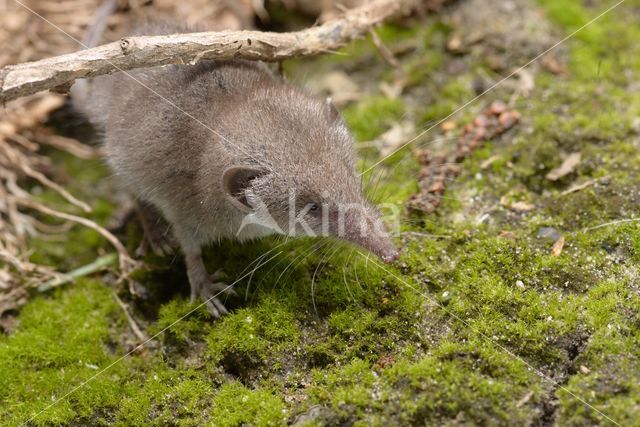 Huisspitsmuis (Crocidura russula)