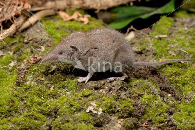 Huisspitsmuis (Crocidura russula)