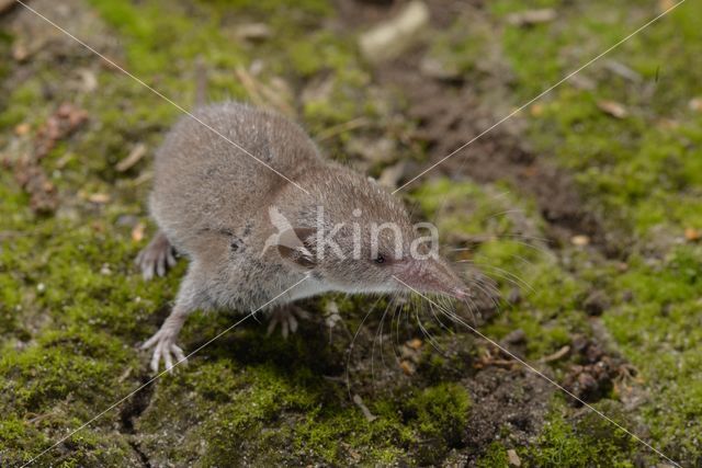 Huisspitsmuis (Crocidura russula)