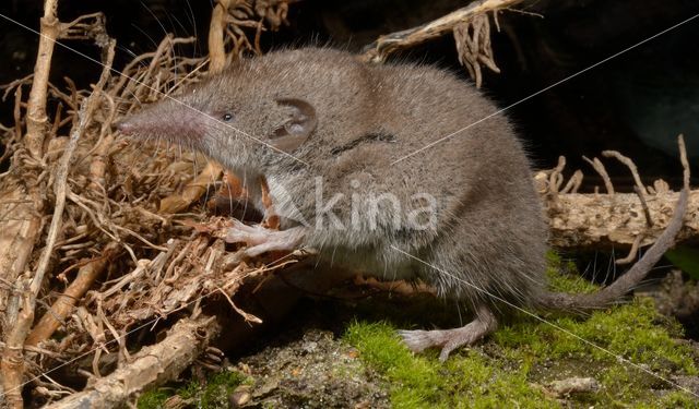 Huisspitsmuis (Crocidura russula)