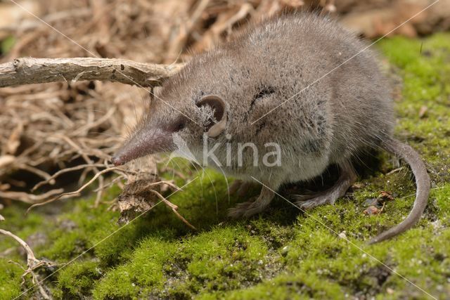 Huisspitsmuis (Crocidura russula)