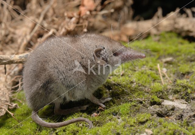 Huisspitsmuis (Crocidura russula)