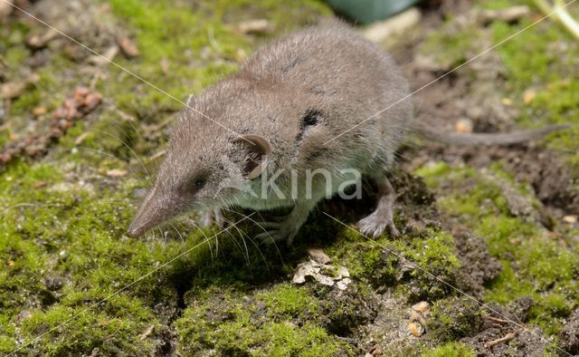 House Shrew (Crocidura russula)