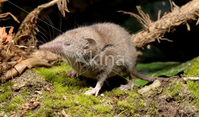 Huisspitsmuis (Crocidura russula)