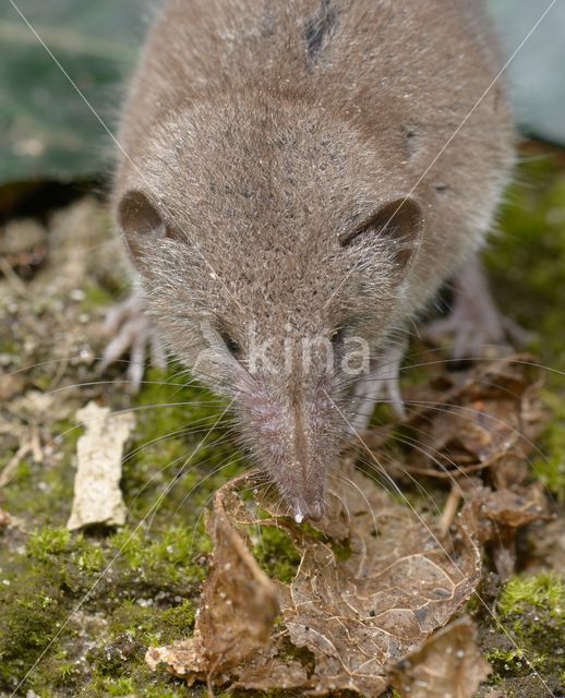 House Shrew (Crocidura russula)