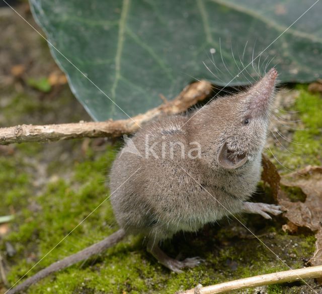 Huisspitsmuis (Crocidura russula)