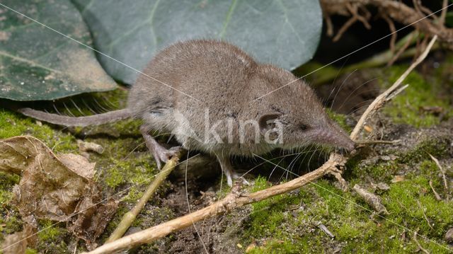 Huisspitsmuis (Crocidura russula)