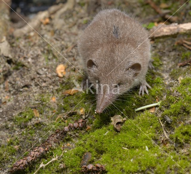 Huisspitsmuis (Crocidura russula)