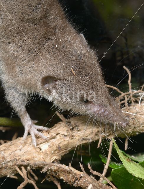 Huisspitsmuis (Crocidura russula)