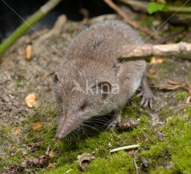 Huisspitsmuis (Crocidura russula)