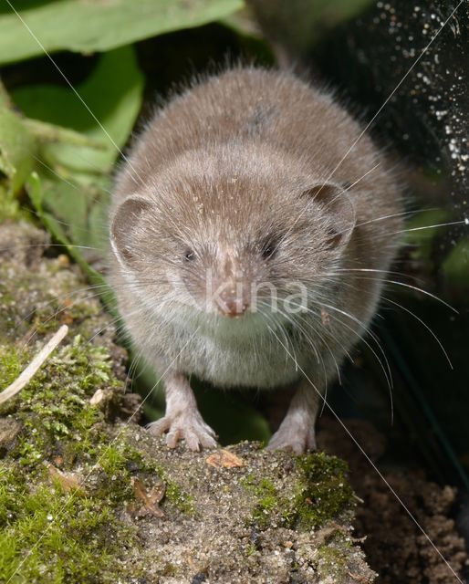 Huisspitsmuis (Crocidura russula)