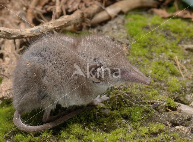 Huisspitsmuis (Crocidura russula)