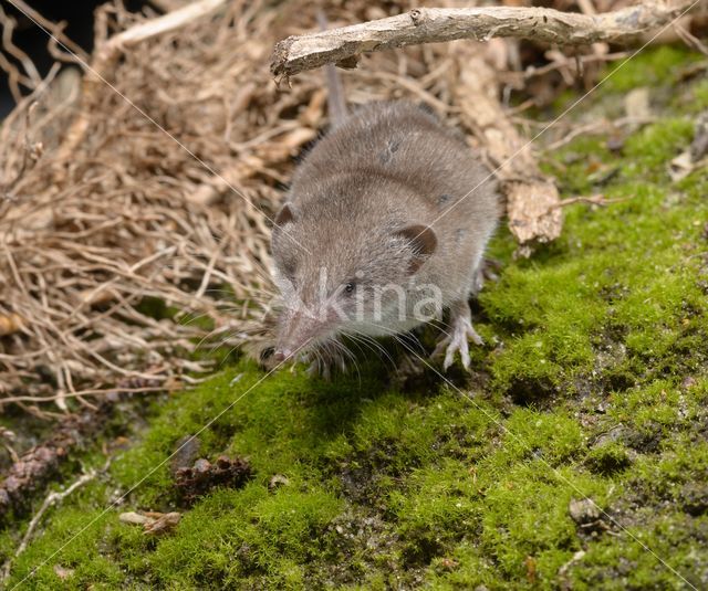 House Shrew (Crocidura russula)