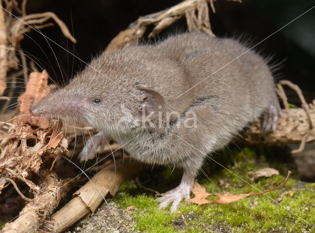 Huisspitsmuis (Crocidura russula)