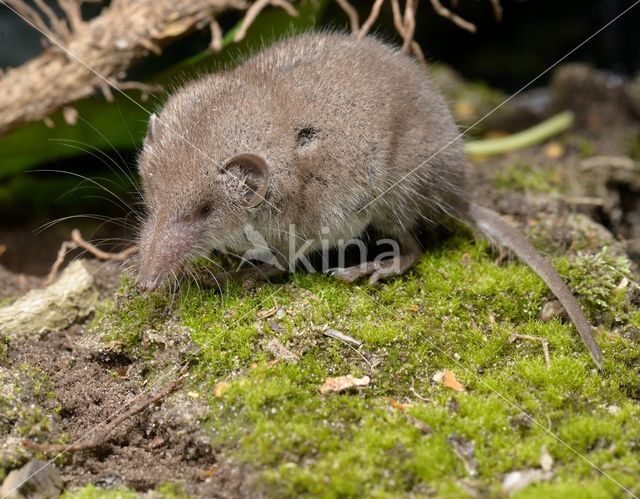 House Shrew (Crocidura russula)