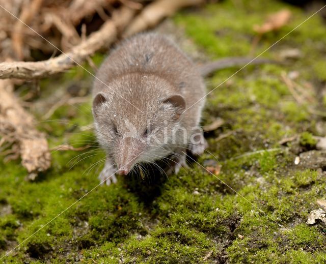 Huisspitsmuis (Crocidura russula)