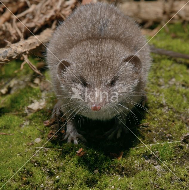 House Shrew (Crocidura russula)