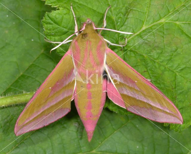 Groot avondrood (Deilephila elpenor)