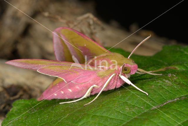 Elephant Hawk-moth (Deilephila elpenor)