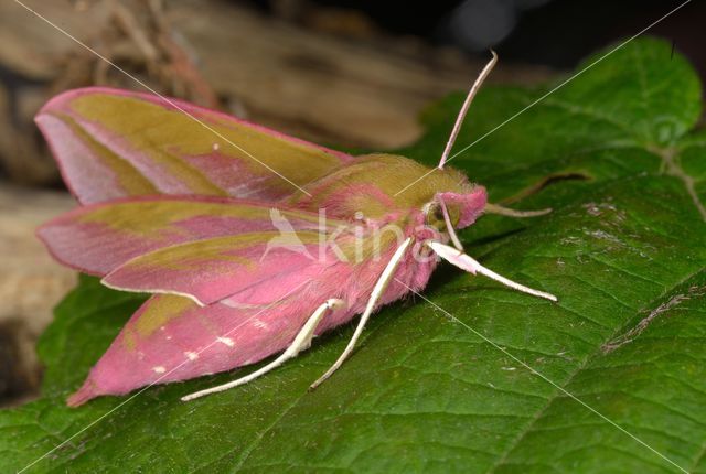 Elephant Hawk-moth (Deilephila elpenor)