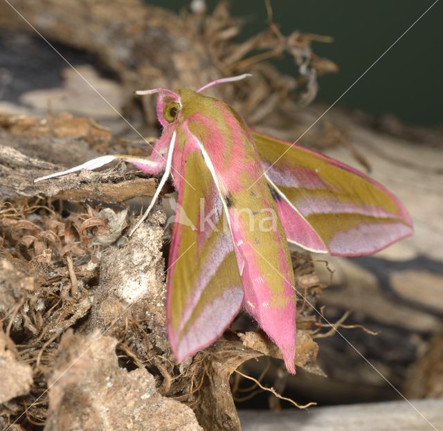 Groot avondrood (Deilephila elpenor)