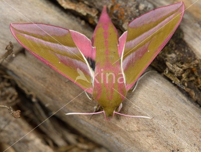 Elephant Hawk-moth (Deilephila elpenor)