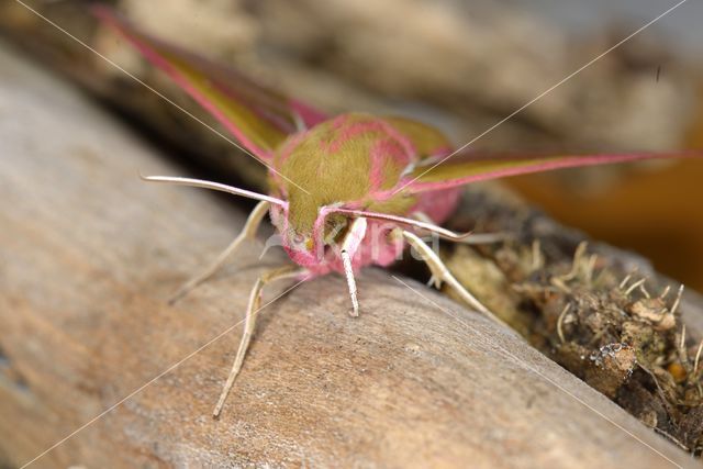 Elephant Hawk-moth (Deilephila elpenor)