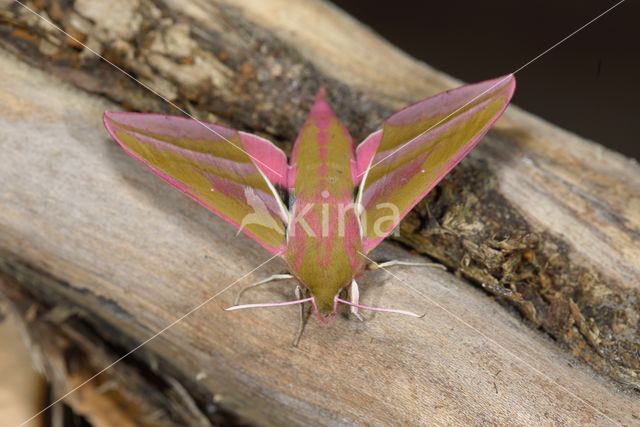 Groot avondrood (Deilephila elpenor)