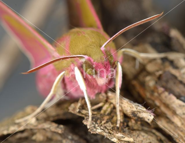 Elephant Hawk-moth (Deilephila elpenor)